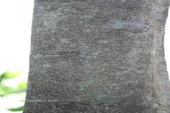 Drypetes roxburghii